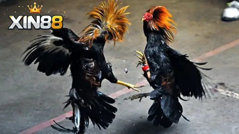 Khái quát về trò chơi đá gà tại Xin88