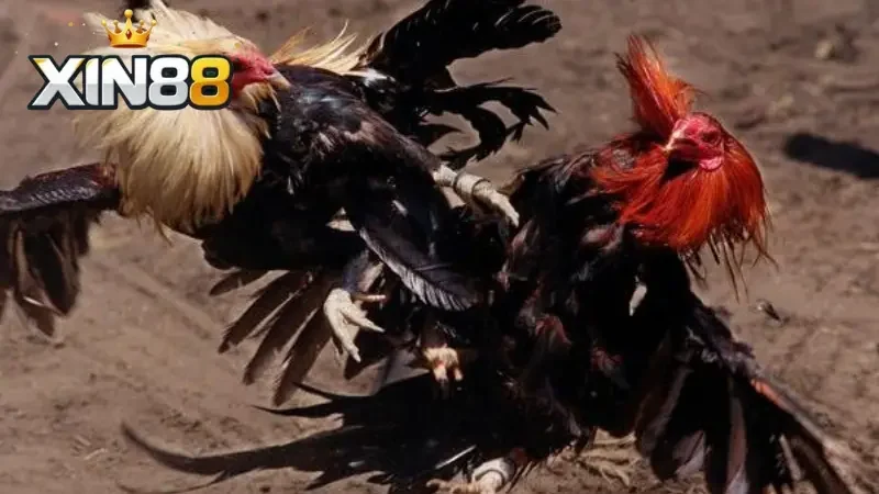 Vì sao nên lựa chọn Xin88 để tham gia đá gà?